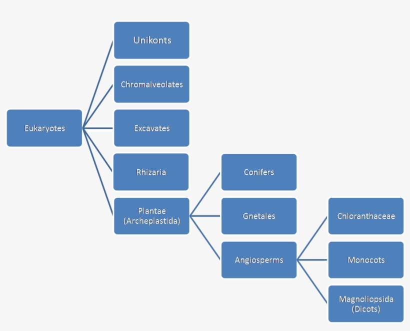 Tools For Tree Diagram Tex Latex Stack Exchangeoak - Asset Misappropriation, transparent png