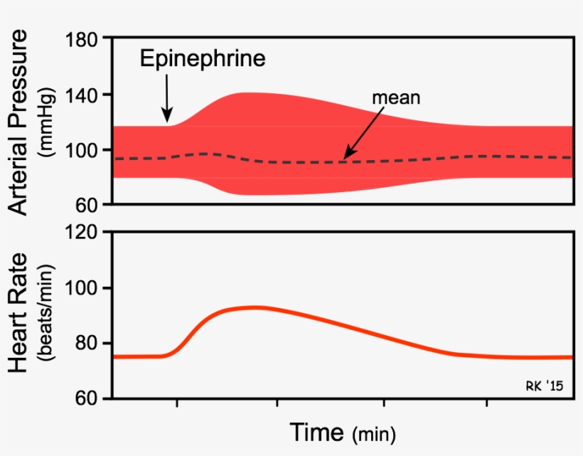 Epinephrine Effects On Blood Pressure And Heart Rate - Epinephrine Heart Rate, transparent png