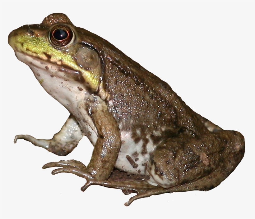 Brown Frog Png - Eastern Spadefoot, transparent png