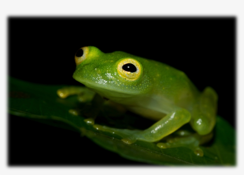 “peering Through The Looking Glass” The Frogs Of Centrolenidae - Ranas De Cristal Costa Rica, transparent png
