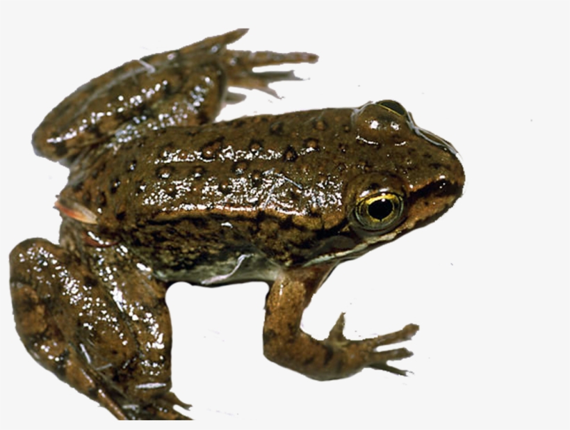 Frog - Eastern Spadefoot, transparent png