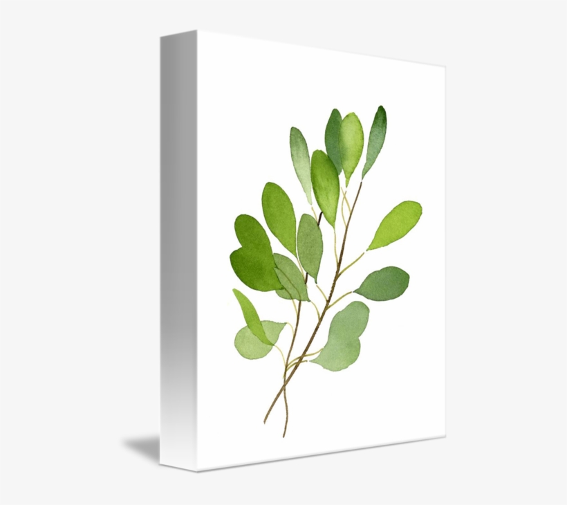 Leaves By David Rogers - Gambel Oak, transparent png