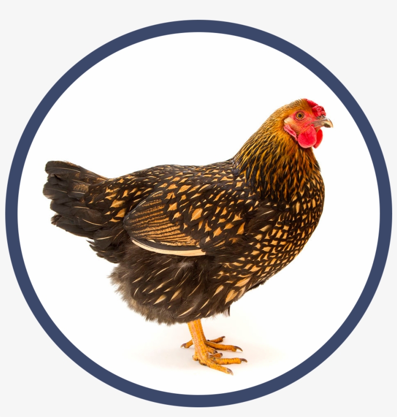 Day Old Chicks, Baby Chicks, Hatching Chickens, Chicken - Rooster, transparent png