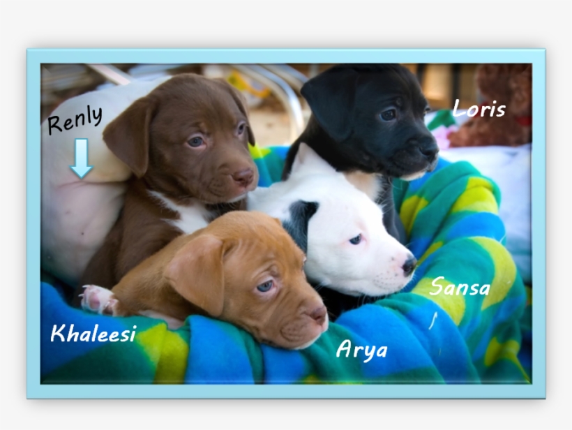 Meet The Newest Stepping Stones Puppies - Labrador Retriever, transparent png
