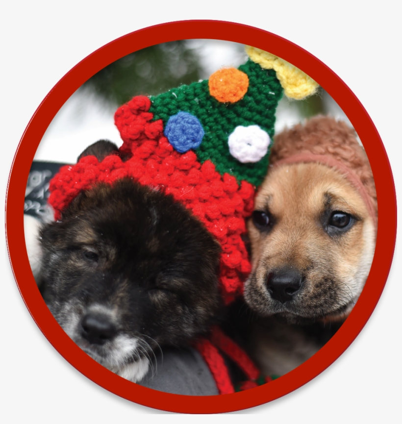 Photos With Santa, transparent png