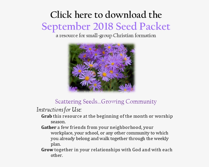 September-seeds - New York Aster, transparent png