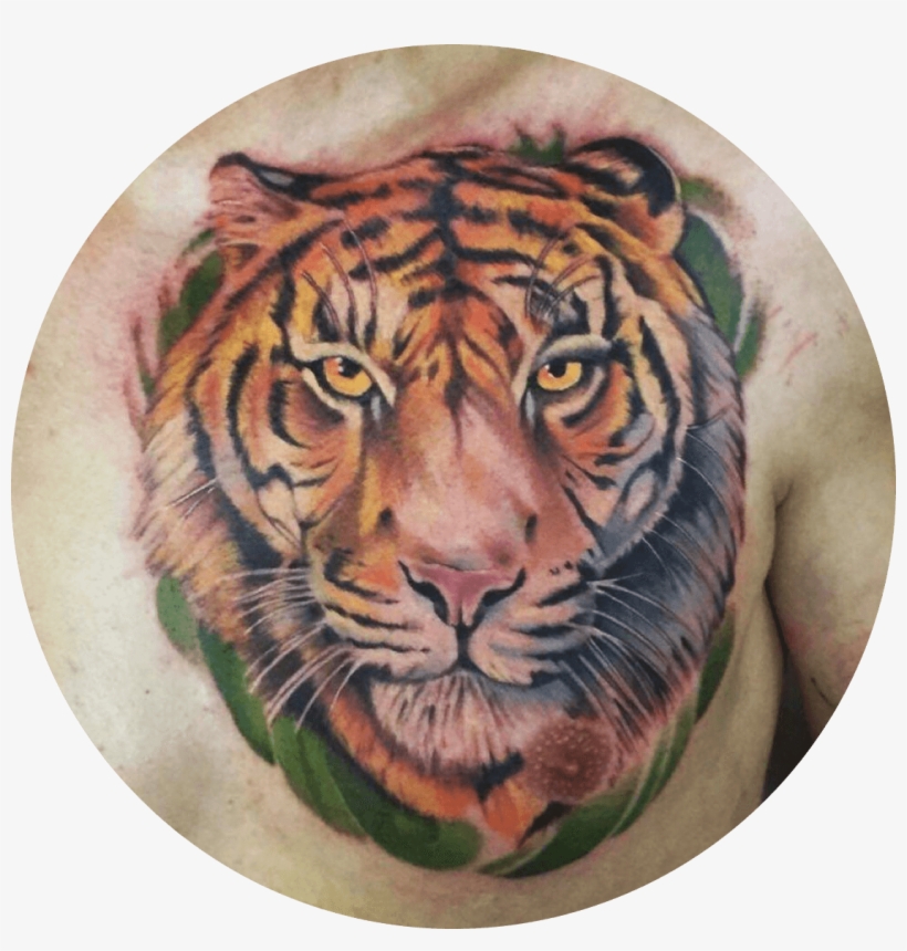 Tigre - Siberian Tiger, transparent png