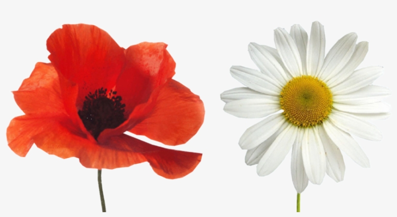 Poppy Daisy 3rd Draft - Poppy Tattoo Real, transparent png