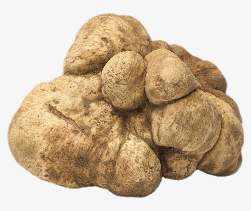 Food - Truffles - Piedmont White Truffle, transparent png