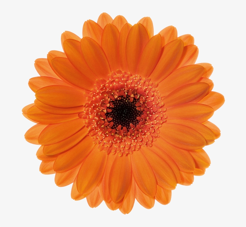 Postage Stamp, transparent png