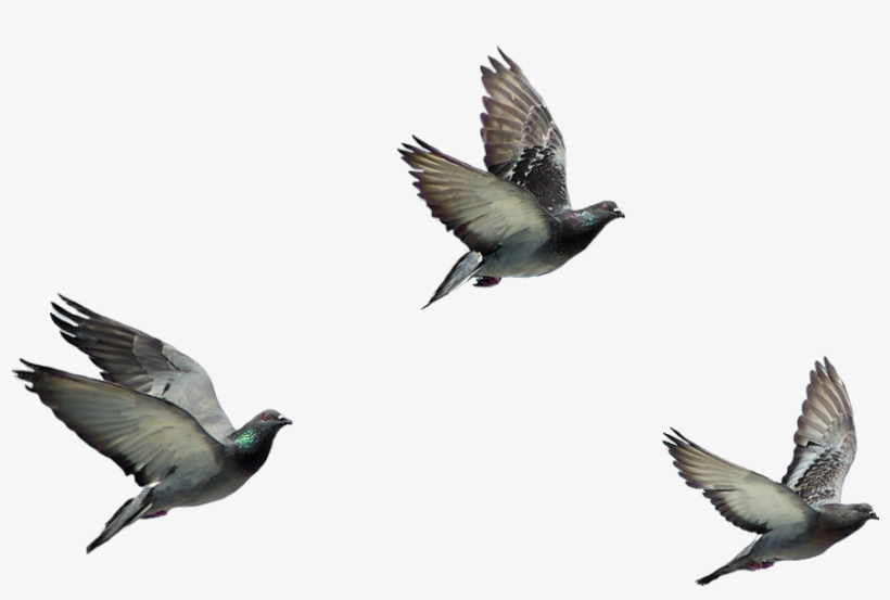 Birds Png Hd - Kalbinde Zerre Kadar Kibir Olan Cennete Giremez, transparent png