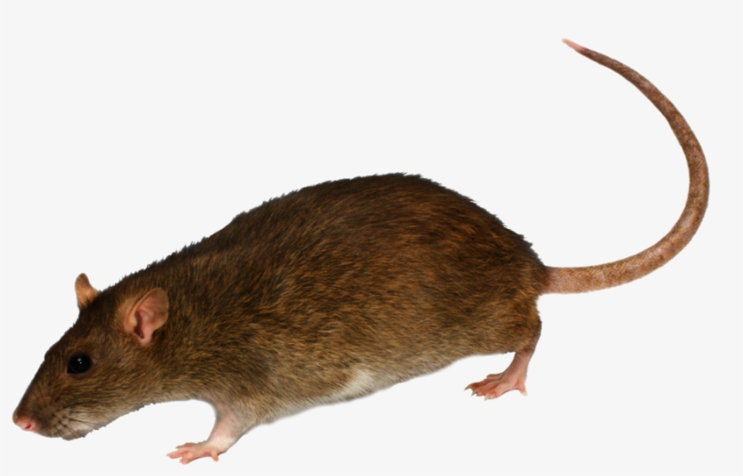 Photo Cameras Transparent Png Sticker - Rat With White Background, transparent png