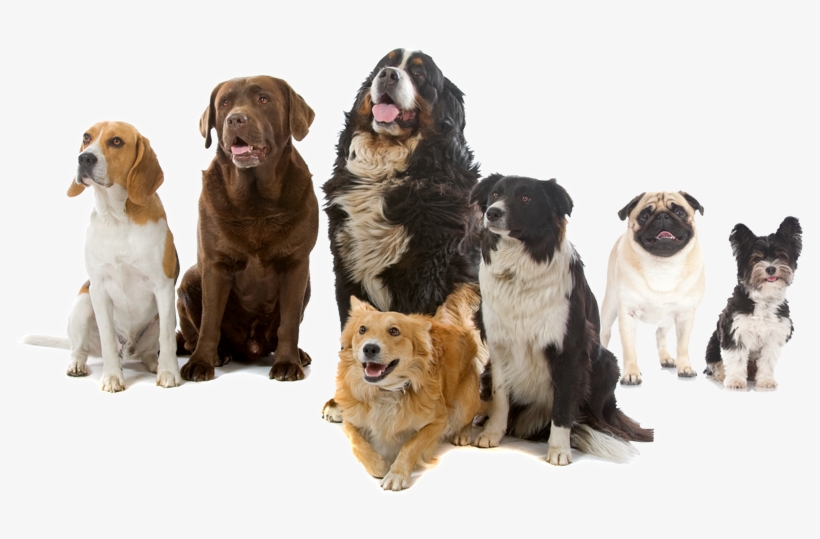 Home - Zealandia Dog Lamb And Vegetables 390g, transparent png