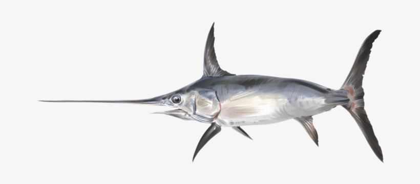Pez Espada - Fish, transparent png