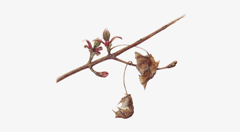 About - - Twig, transparent png