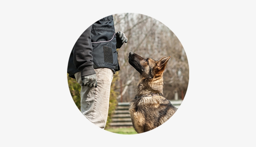 Andys Pet Grooming Daycare Dog Training Studio City - Dog Training, transparent png