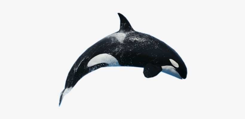 Download - Whale Png, transparent png
