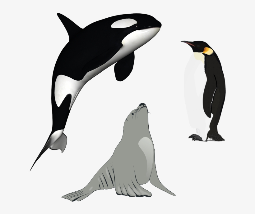 Killer Whale Download Png - Killer Whale Png, transparent png