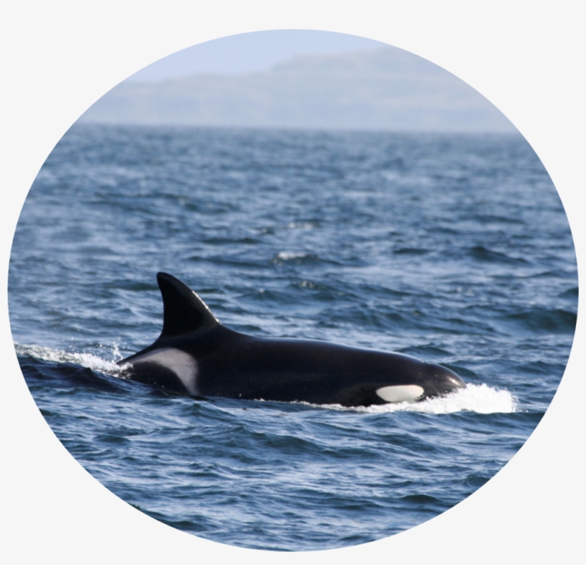 Puffin - Killer Whale, transparent png