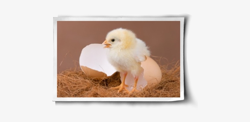 Cage-free Not Free Enough - Chickens, transparent png