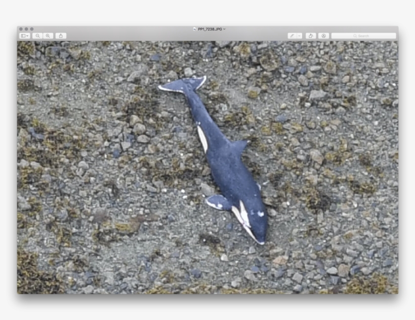 Dead Killer Whale Found Off The North Coast - Whale, transparent png