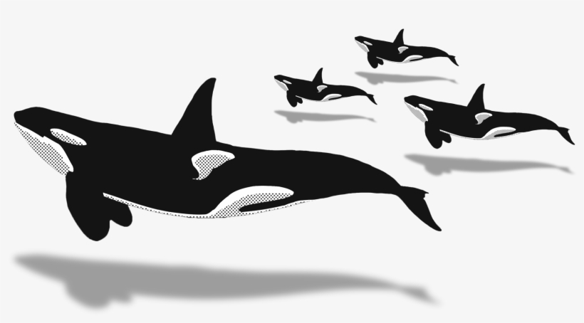 2018 - Orca Illustration Transparent Png, transparent png