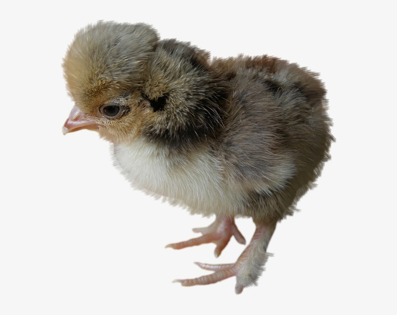 Rooster, transparent png