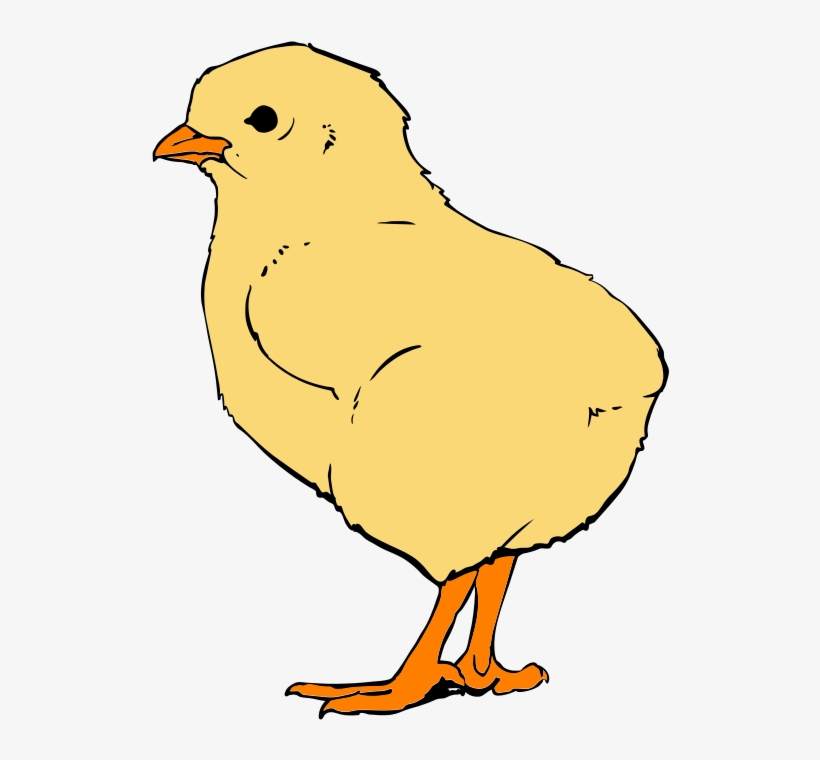Chicks Closeup - Thumbnail, transparent png