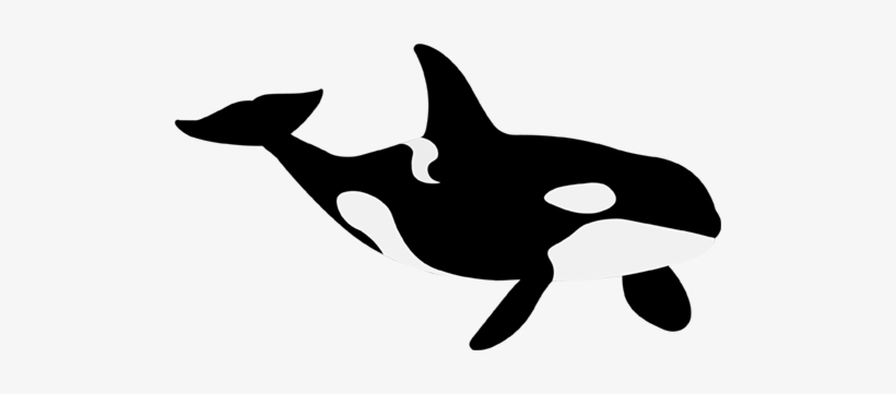 281 - Killer Whale, transparent png