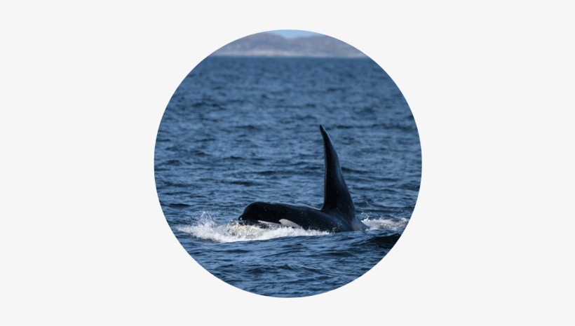 Monitorkw Resproj - Killer Whale Northern Ireland, transparent png