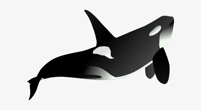 Orca Whale Animal Mammal Sea Black White S - Orcas Blanco Y Negro, transparent png