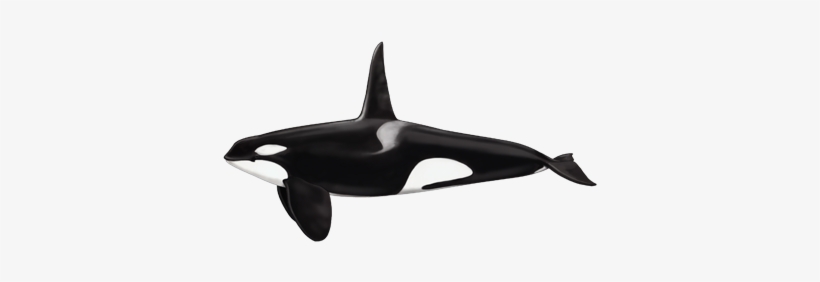 Killer Whale, transparent png
