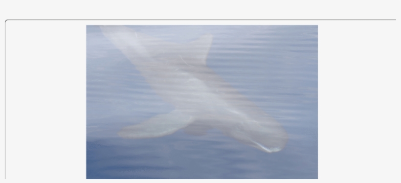 Pygmy Killer Whale Feresa Attenuata Off Maputo, Mozambique - Sea, transparent png