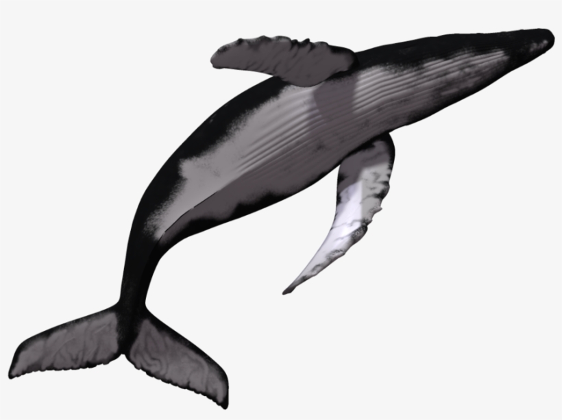 Sperm Killer Transprent Download - Humpback Whale No Background, transparent png