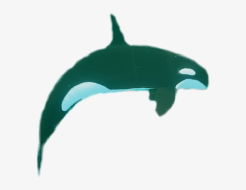 Killer Whale, transparent png