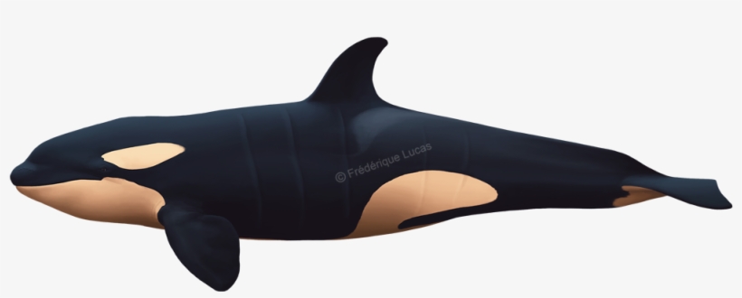 Killer Whales Bull, Cow And Calf - Drawing, transparent png