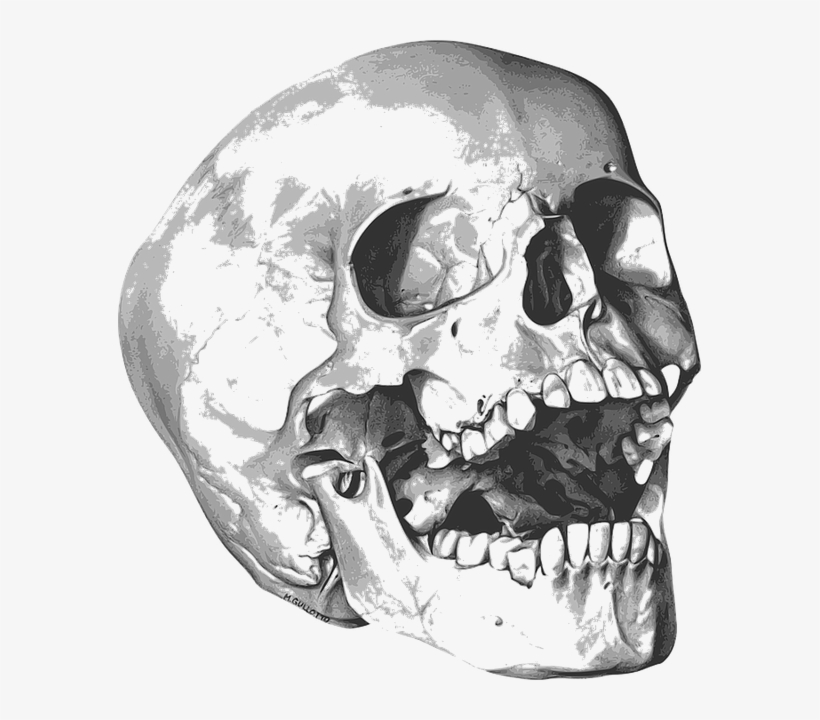 Skull Bones Png Photo - 해골 그림, transparent png