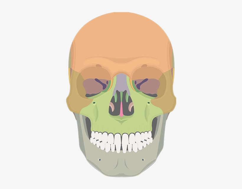A&p Skull, transparent png