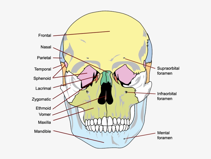 The Bones Of The Skull, Anterior View - Bones Of The Skull, transparent png