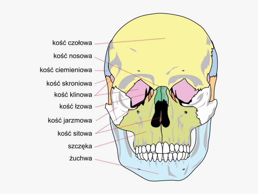 Human Skull Front Bones Pl - Palatine Nasal Vomer Lacrimal Zygomatic, transparent png