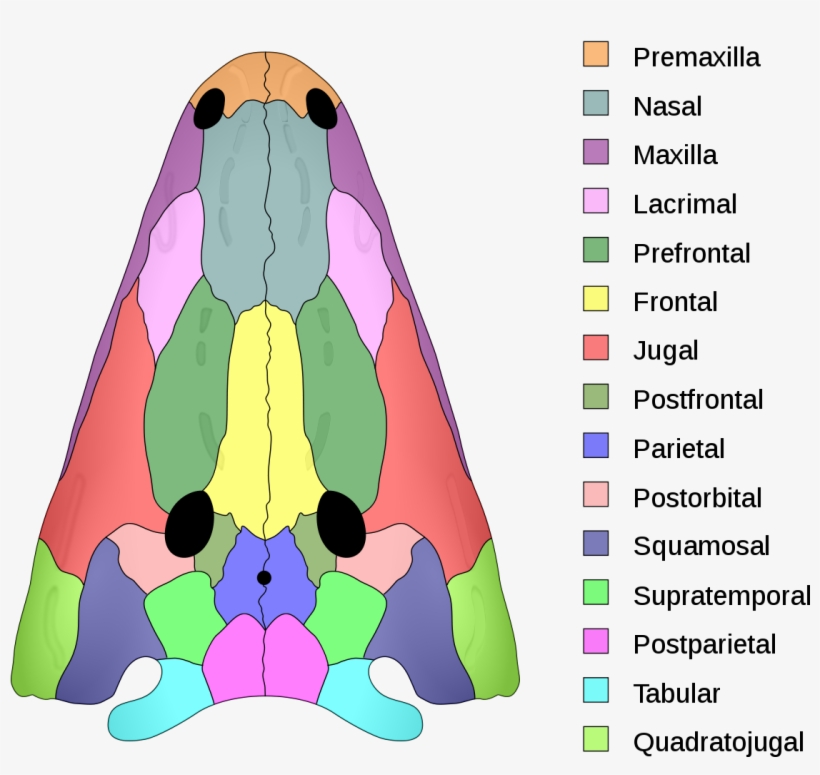 Dermatocranium Bones, transparent png