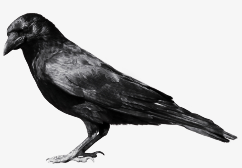 Free Png Crow Png Images Transparent - Crow Png, transparent png
