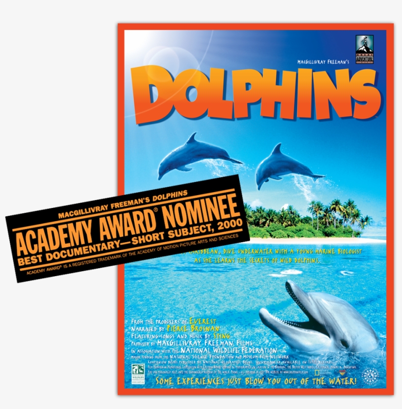 Dolphins Poster - Dolphins - (region 1 Import Dvd), transparent png
