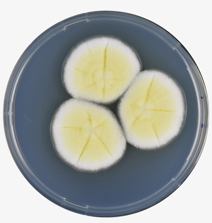 Aspergillus Pseudoterreus Cya - Boiled Egg, transparent png