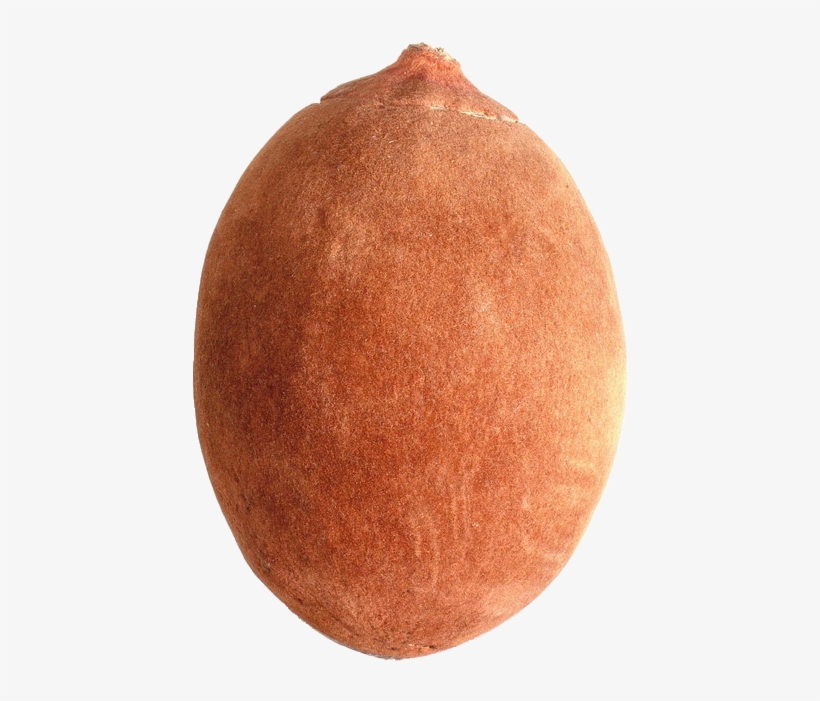 Baobab-fruit - Baobab Fruit, transparent png
