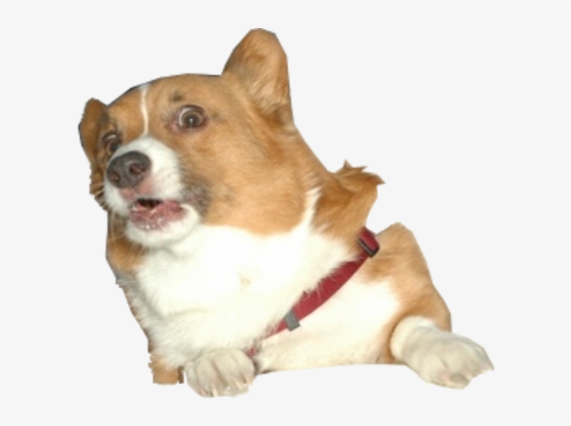 Image Surprised Know Your - Corgi Png, transparent png