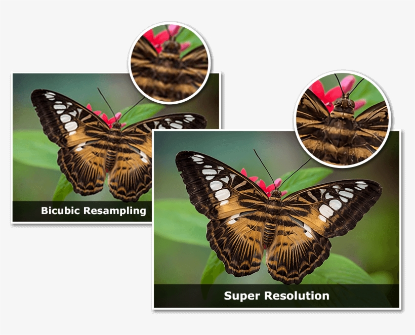 Butterfly, transparent png