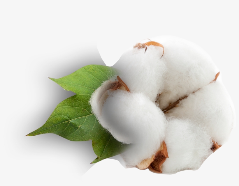 Snow, transparent png