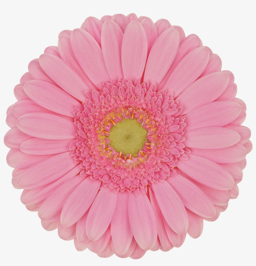 Florist Holland - Allah, transparent png