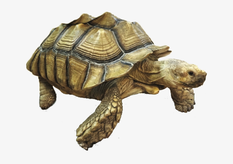 Welcome To The Alligator Attraction - Galápagos Tortoise, transparent png